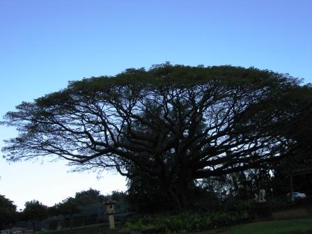 Liliuokalani Park tree Hilo, Hawaii